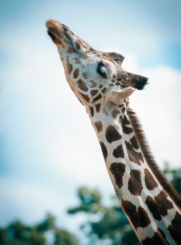 dierentuin_giraffe